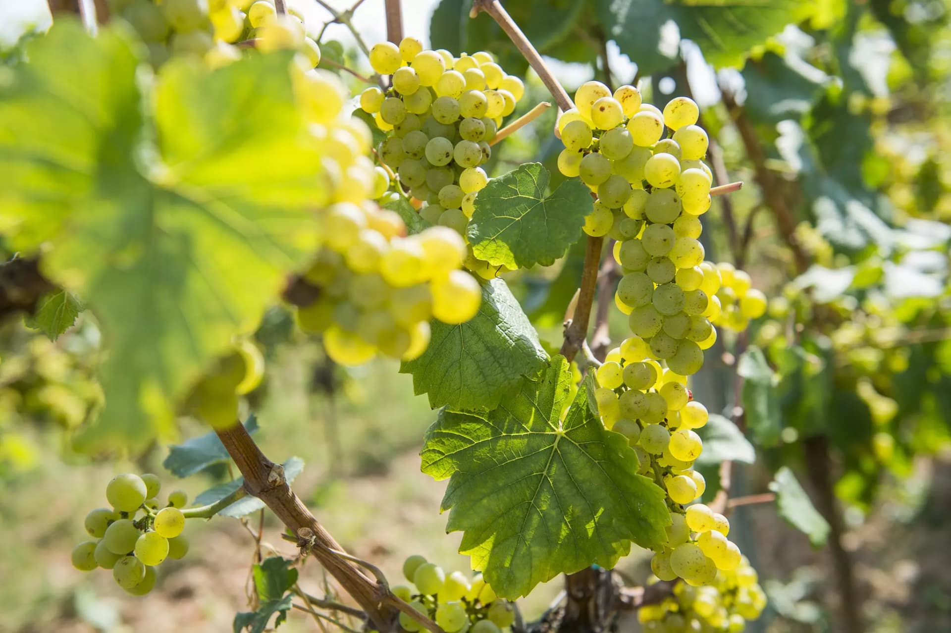 Reife grüne Trauben hängen an einem Weinstock mit grünen Blättern.