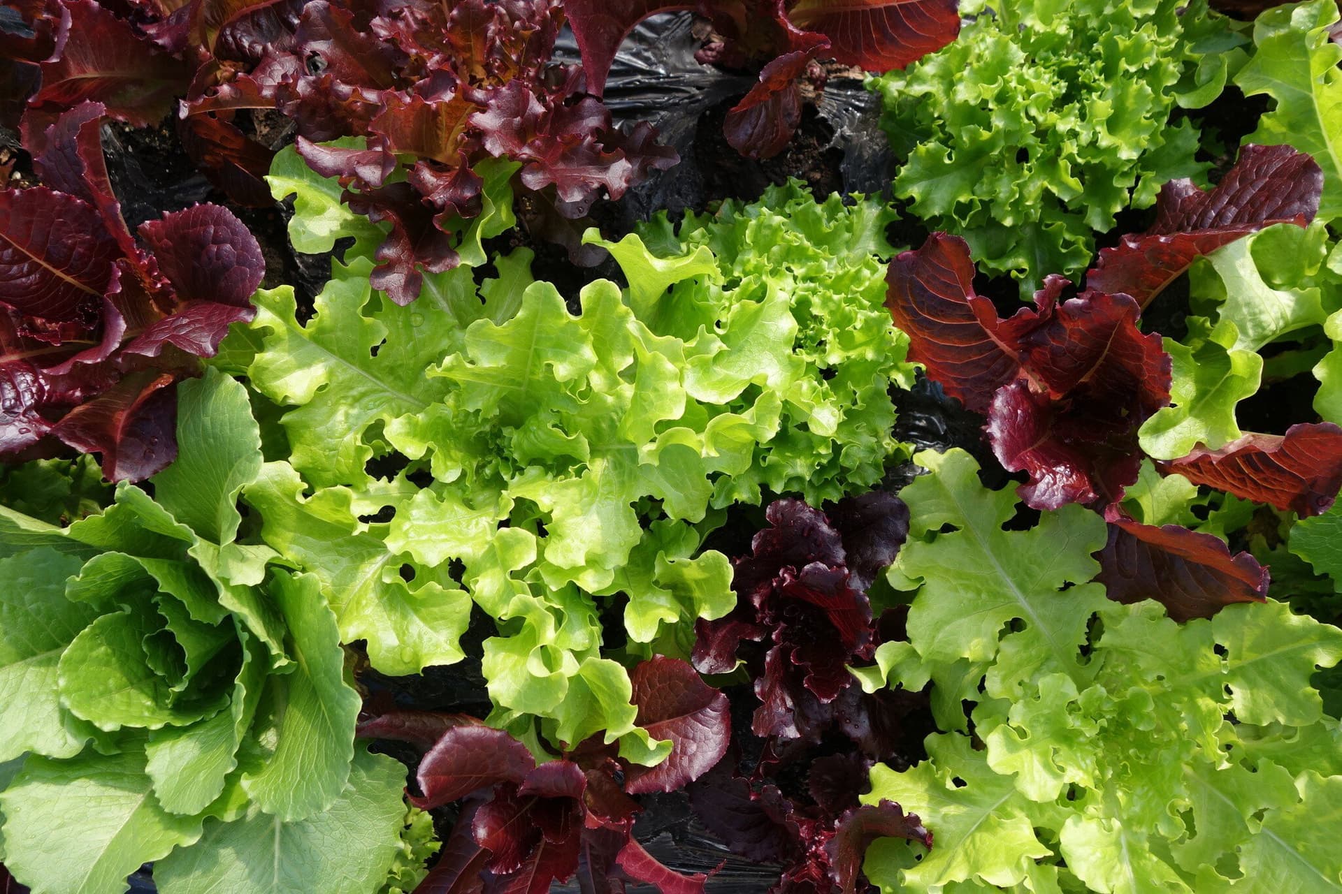 Saisonkalender: Wann hat welcher Salat Saison?