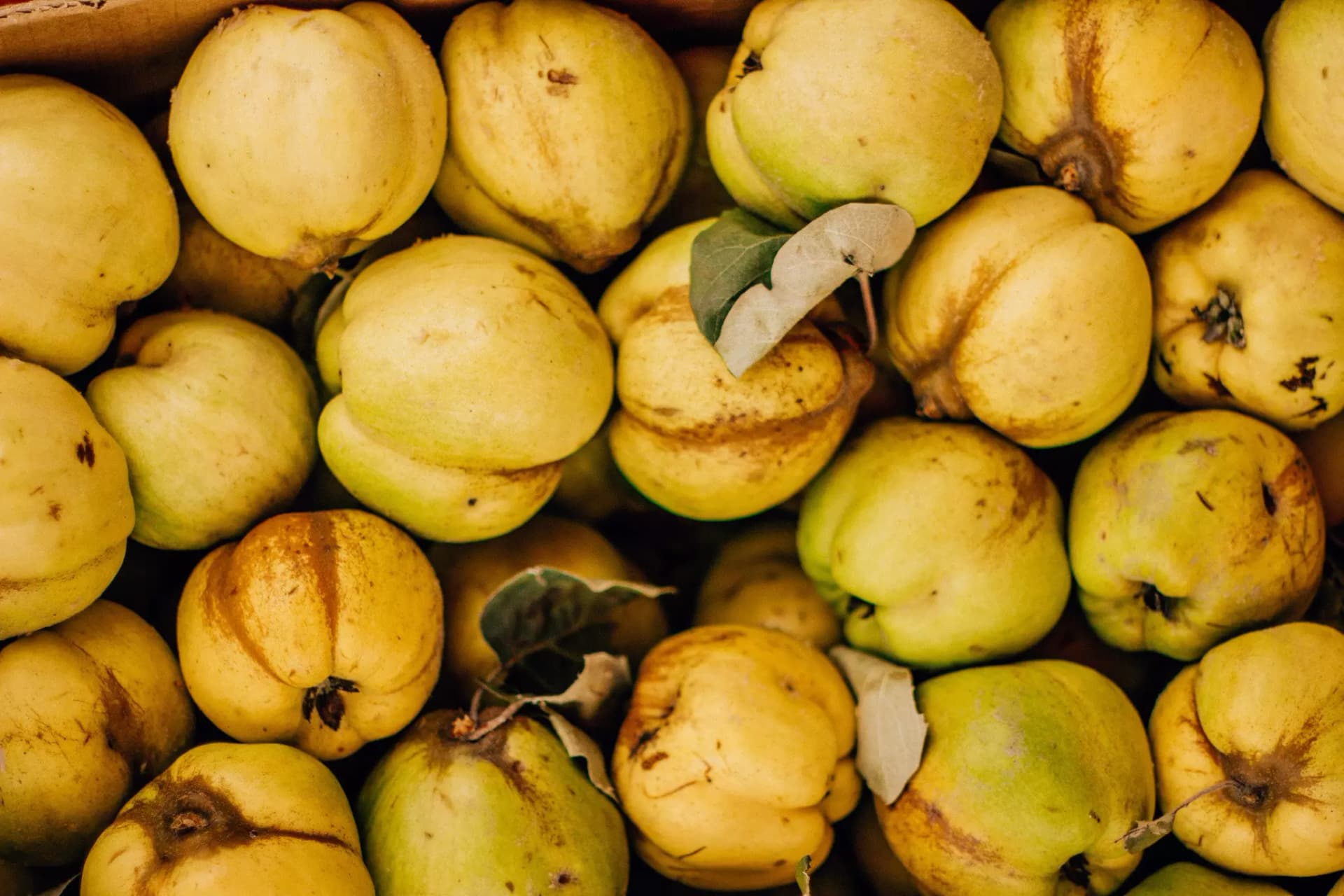 Geerntete Quitten mit Flaum