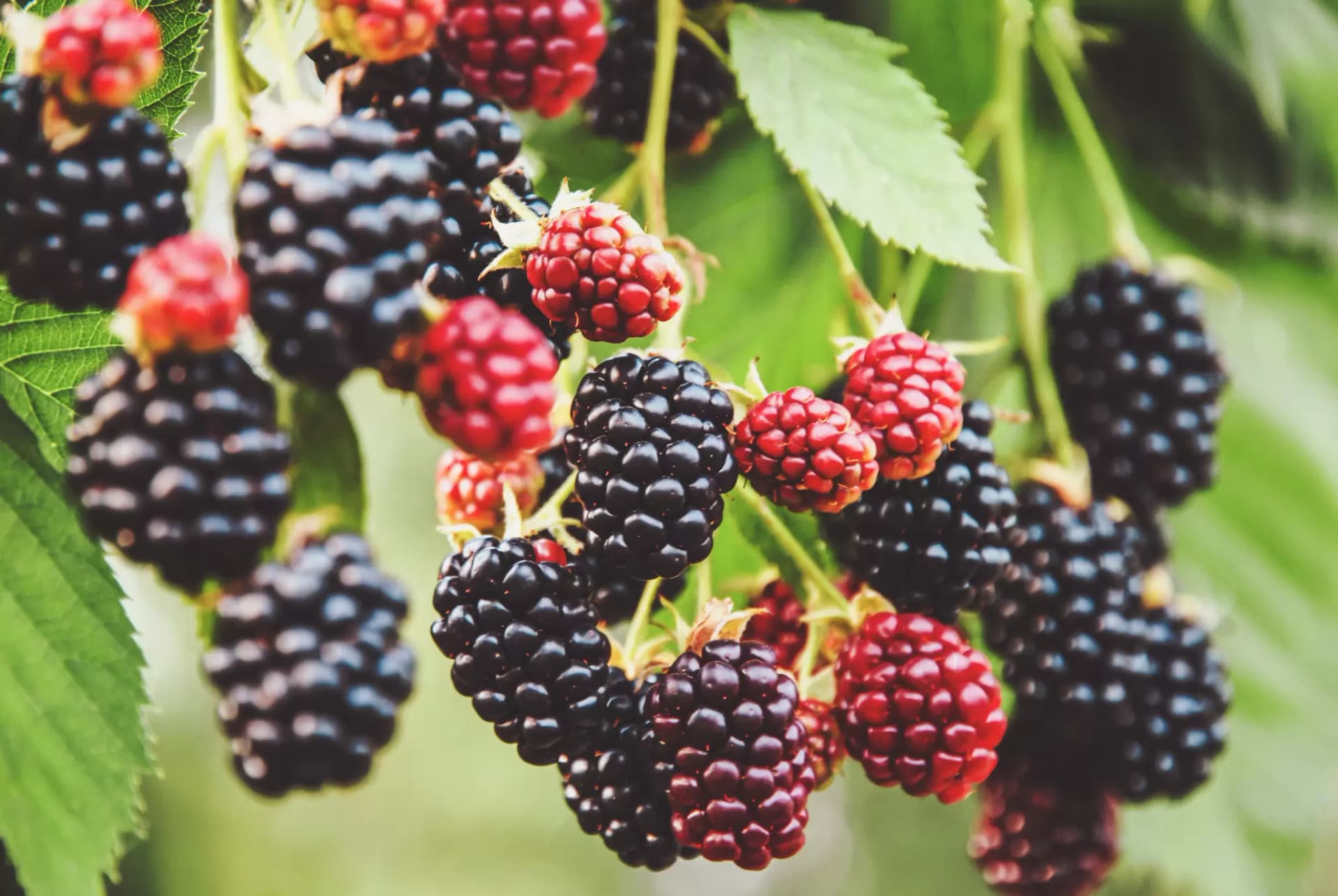 Rote und schwarze Brombeeren am Strauch