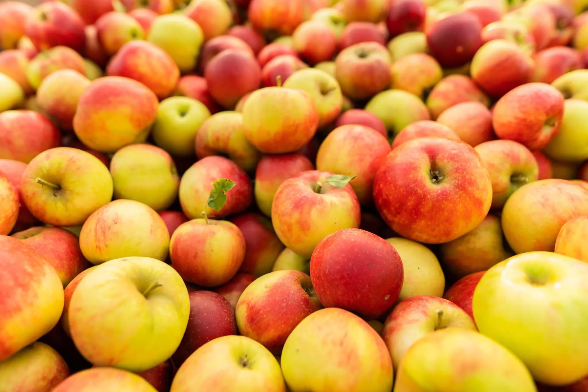 Viele gelb-rote, reife Äpfel.