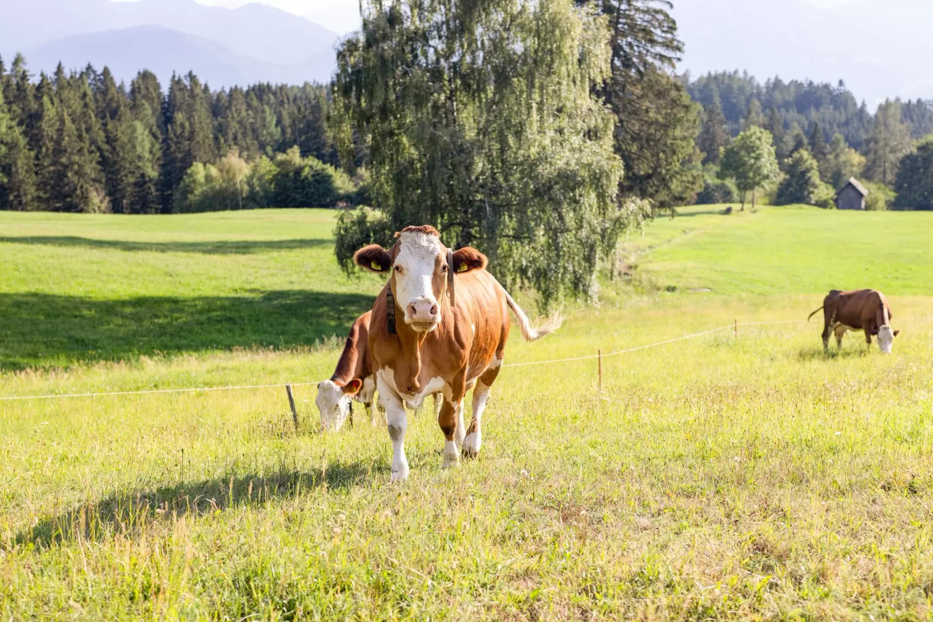 Kühe auf der Wiese.