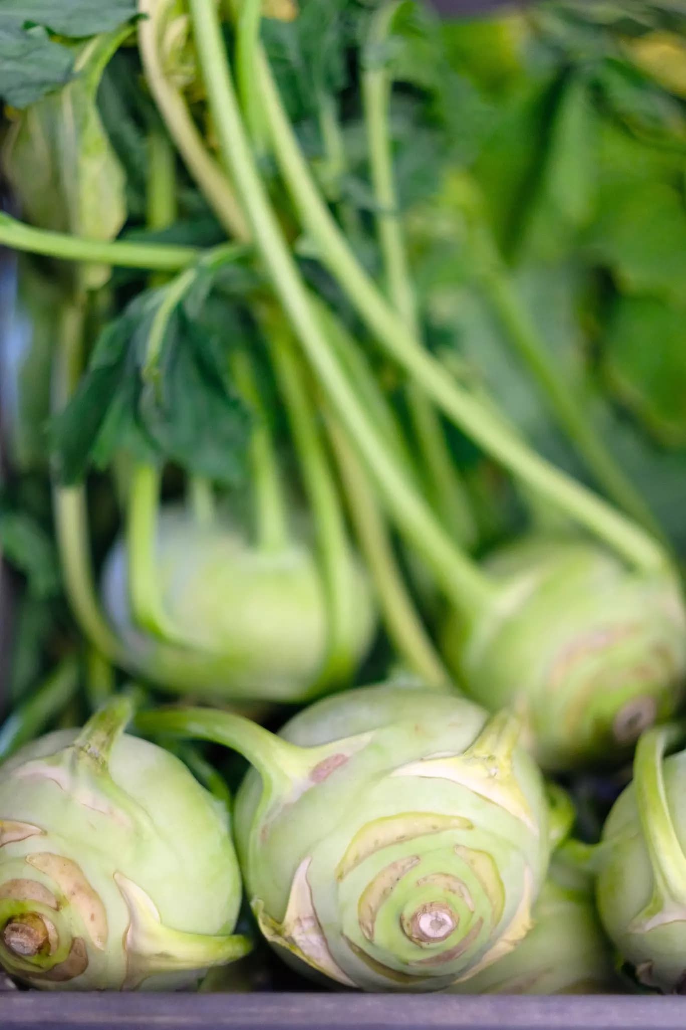 Kohlrabi