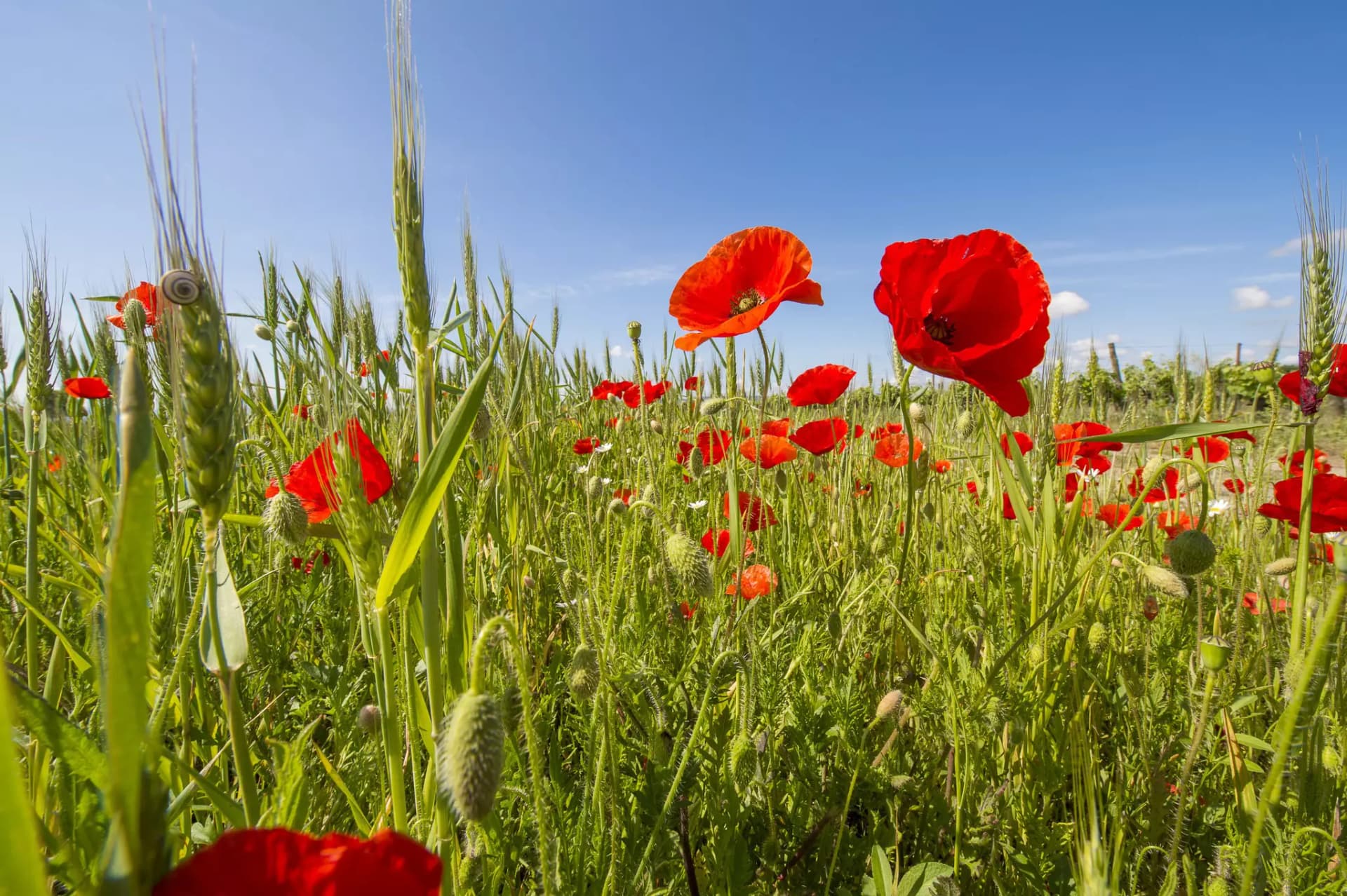 Nahaufnahme eines Mohnblumenfelds mit mehreren roten Mohnblüten und grünen Stängeln.