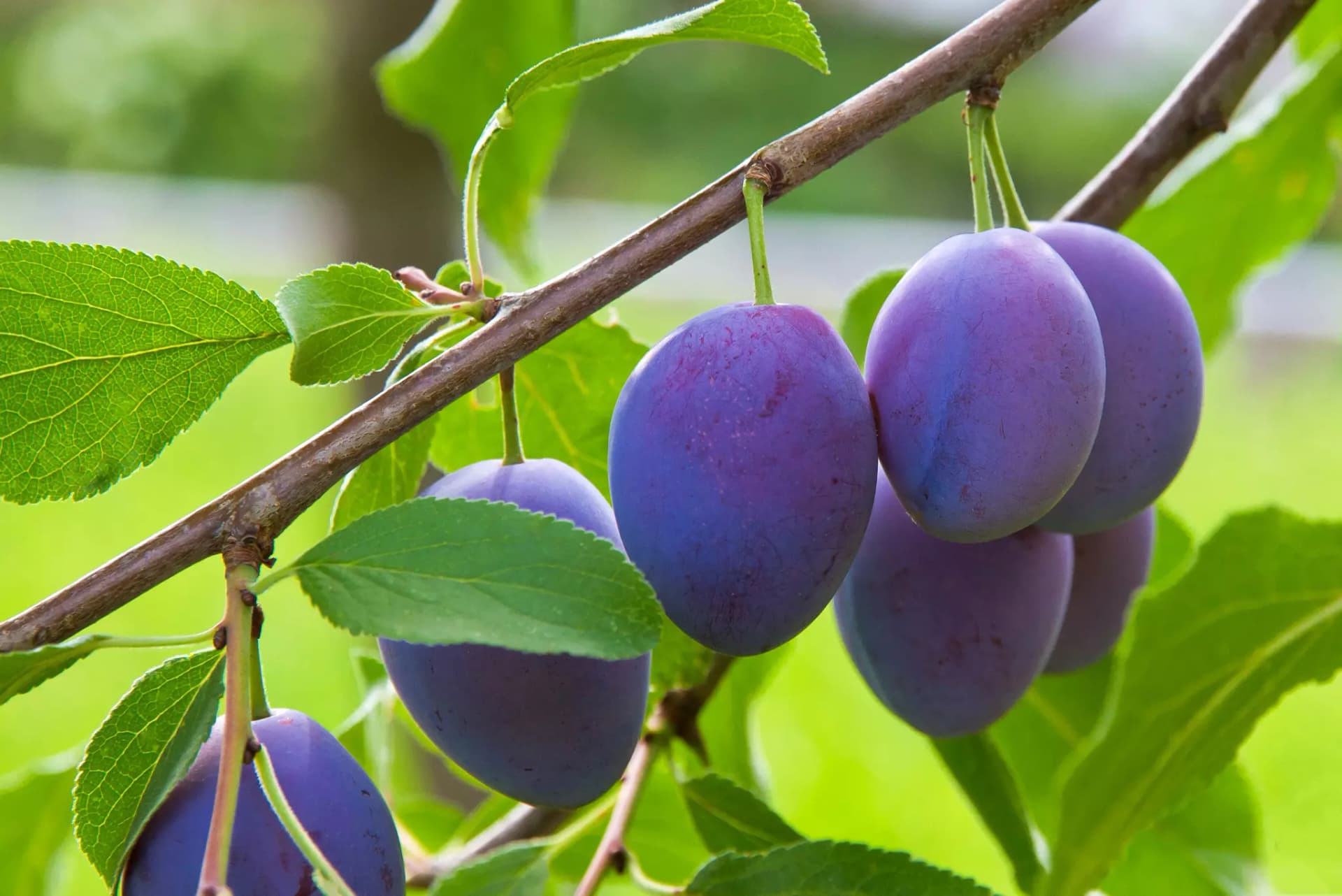 Violette Pflaumen die bei sonnigem Wetter noch am Ast hängen