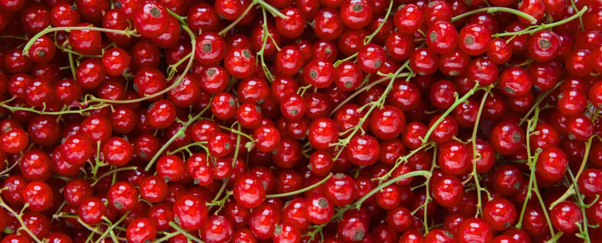 Rote Johannisbeeren