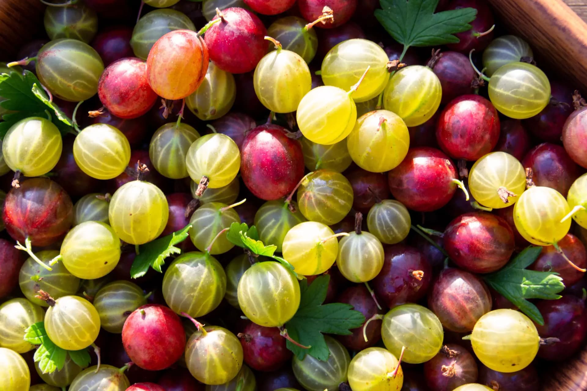 Stachelbeeren