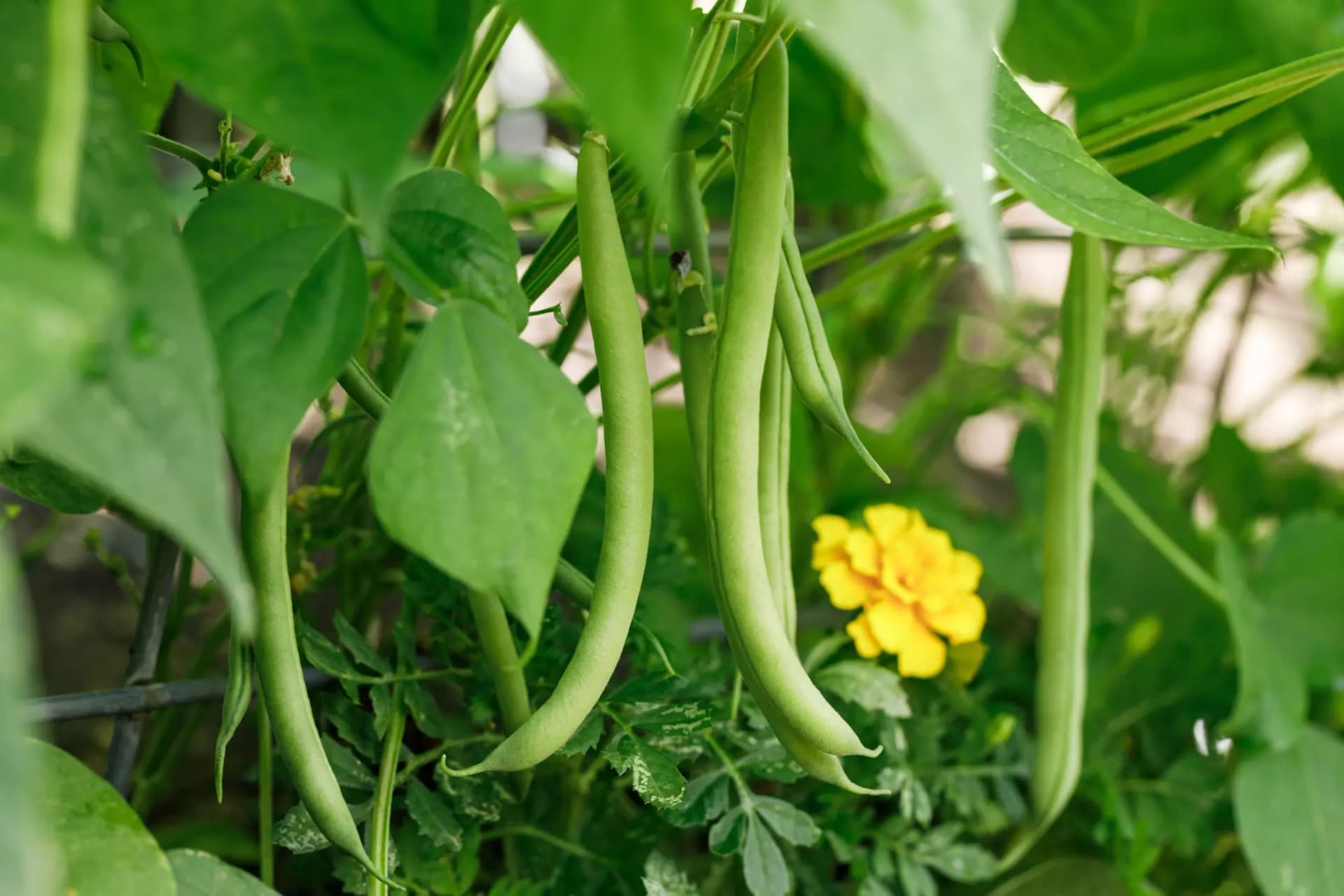 Buschbohnen hängend am Strauch, im Hintergrund eine gelbe Blüte