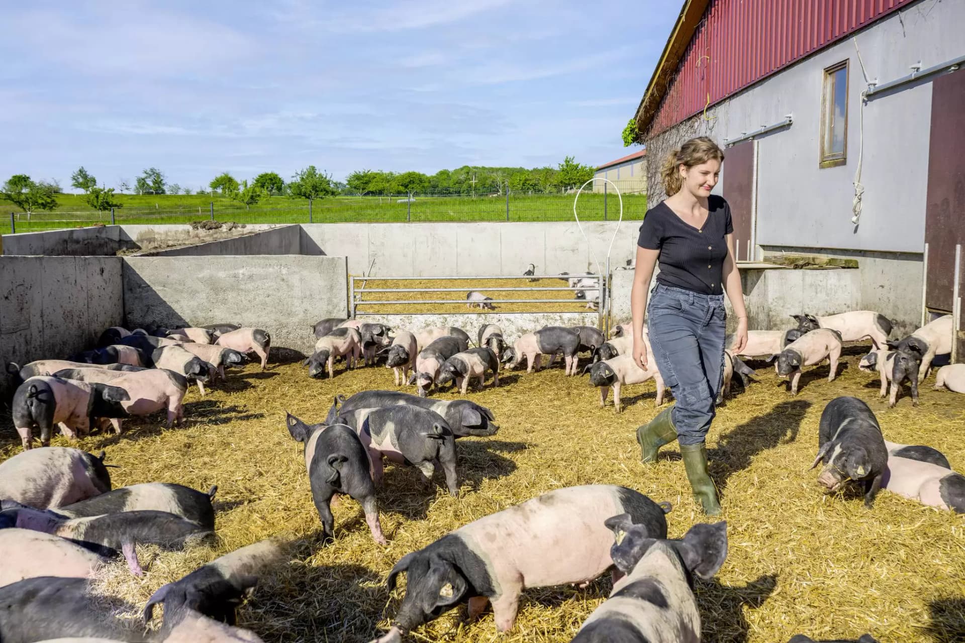 Bäuerin läuft durch das Außengehege eines Schweinestalls, in dem vielen Schweine herumlaufen.
