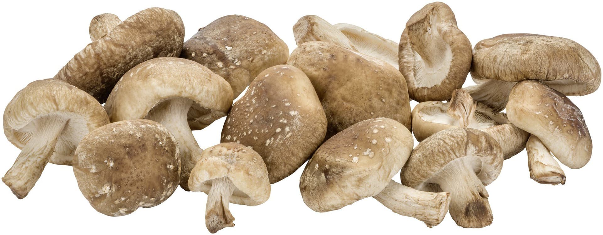 sonstige Marken Pilze Shiitake