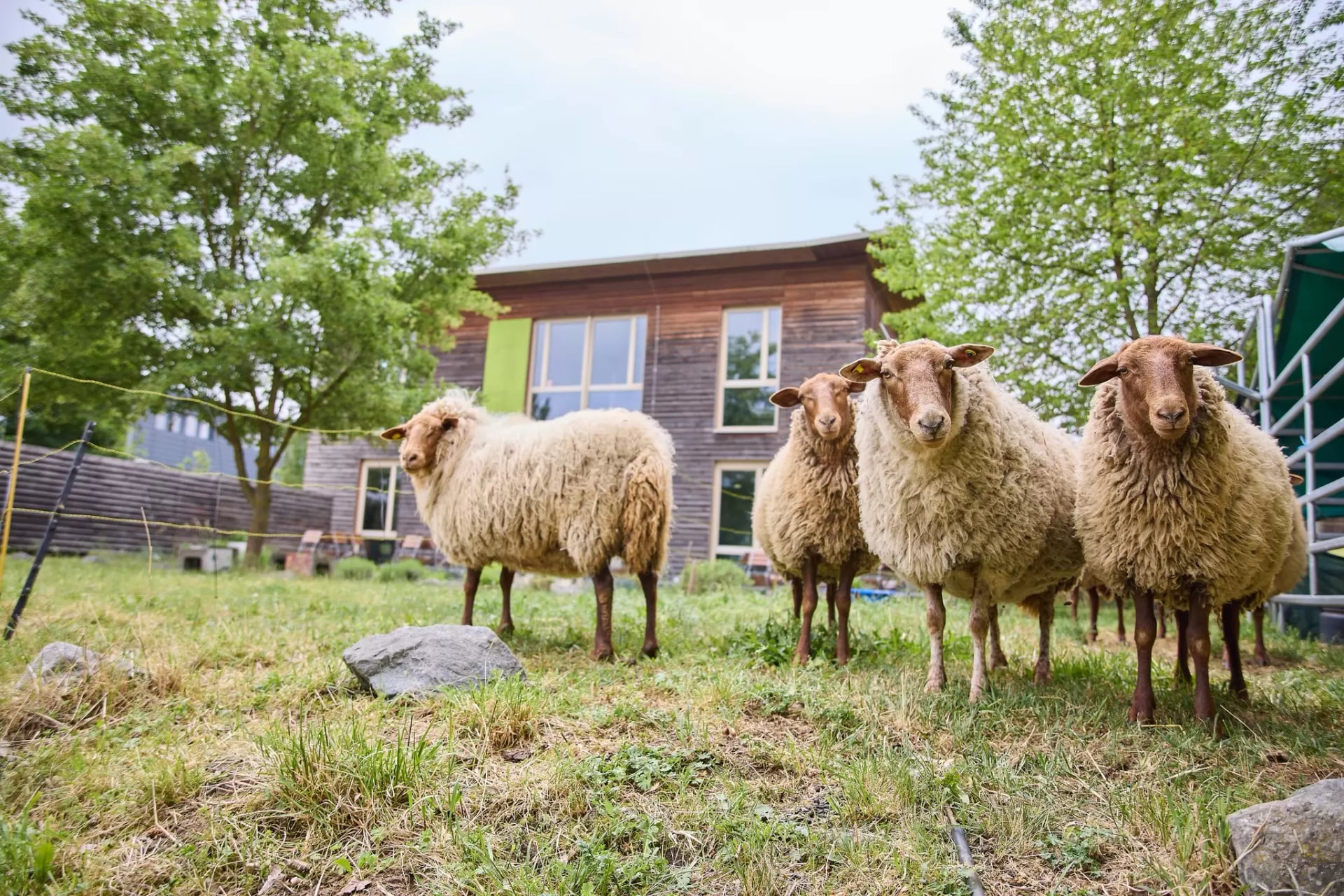 Schafe auf der Wiese vom Verteilzentrum