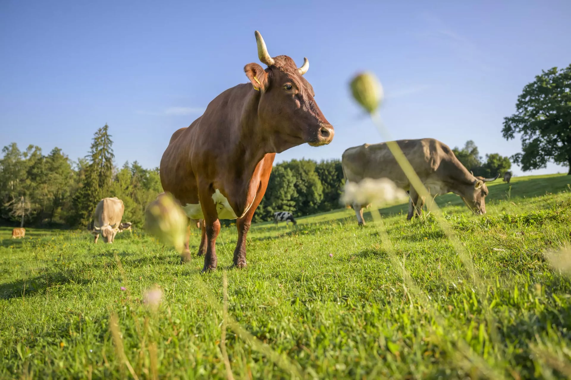 Braune Kuh mit Hörnern vom Biohof Huber auf der Weide.
