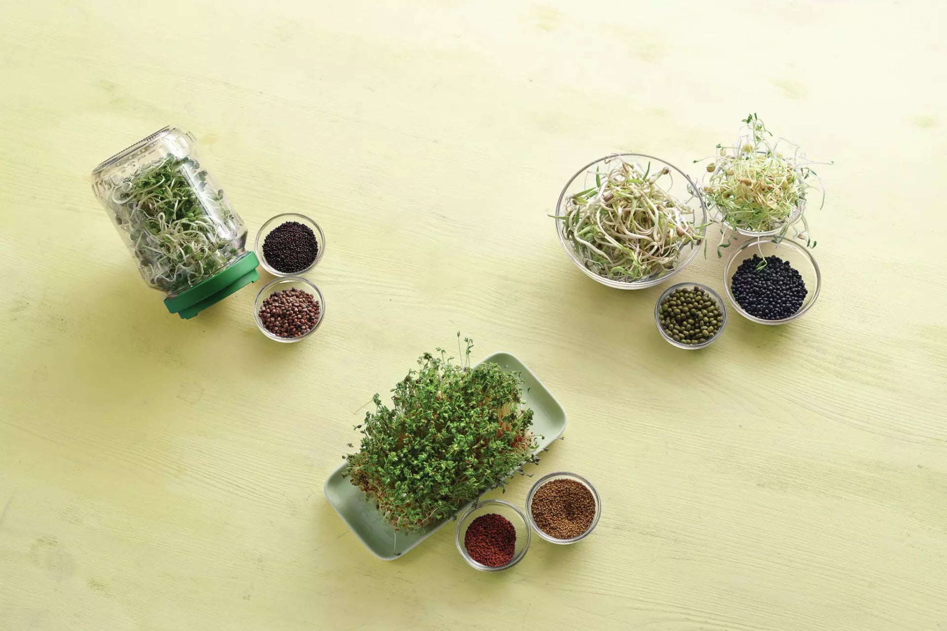 Sprossen und Keimlinge, Alfalfa, Kresse, Belugalinsen und Brokkoli.