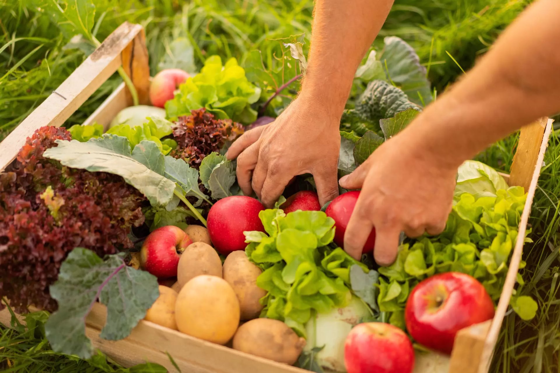 Hände, die frisches Gemüse und Äpfel in einer Holzkiste mit grünem Salat, Kartoffeln und Kohl halten
