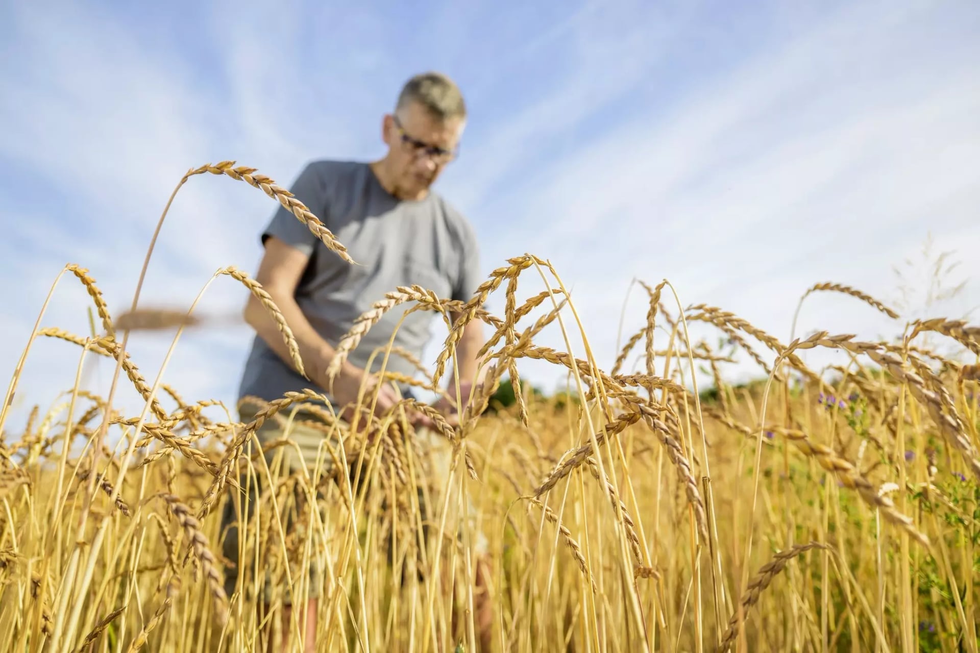 Landwirt Herr Laub in seinem Dinkelfeld.