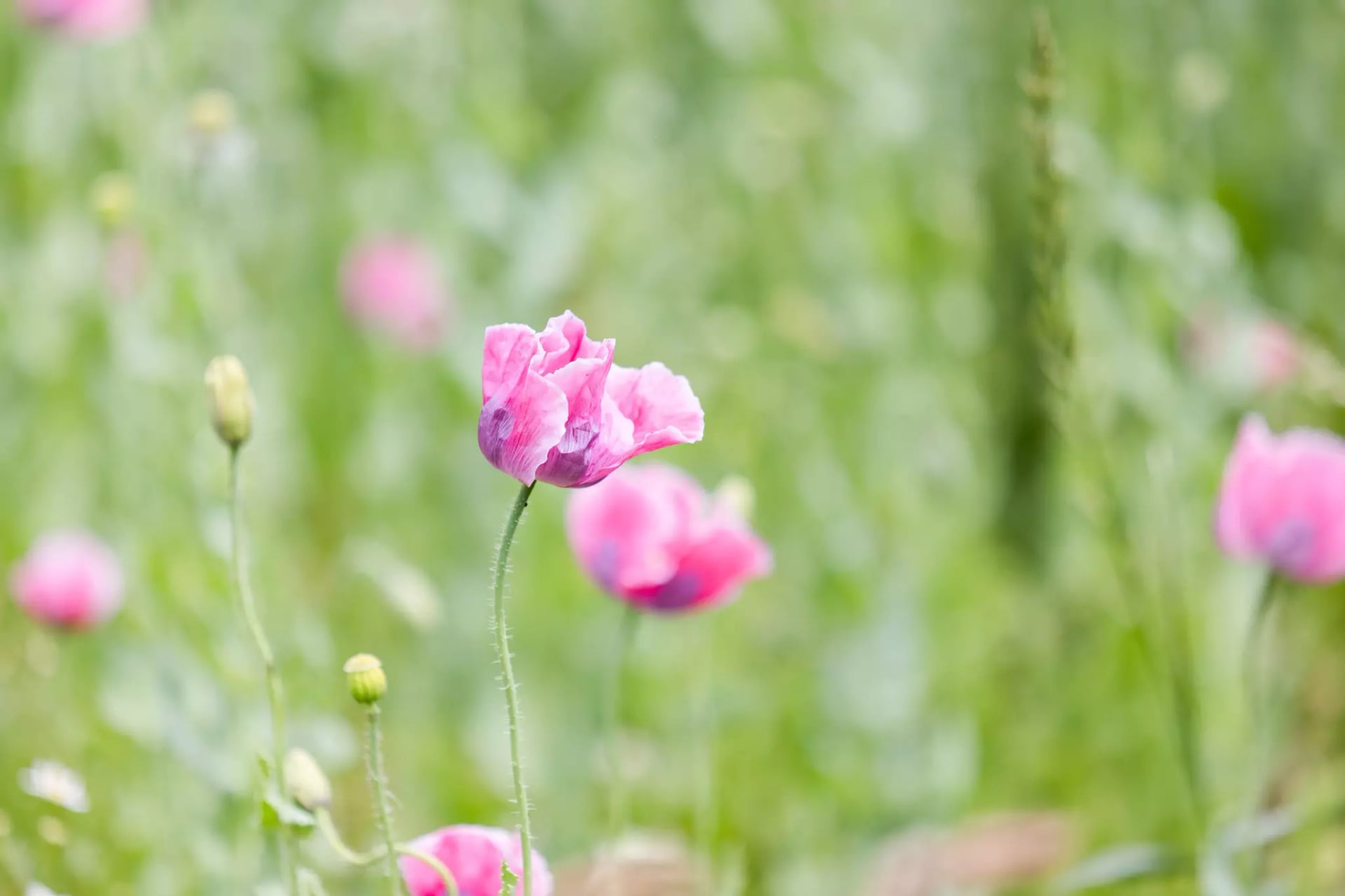 Nahaufnahme einer einzelnen rosa Mohnblume mit unscharfem Hintergrund weiterer Mohnblumen und grüner Stängel.