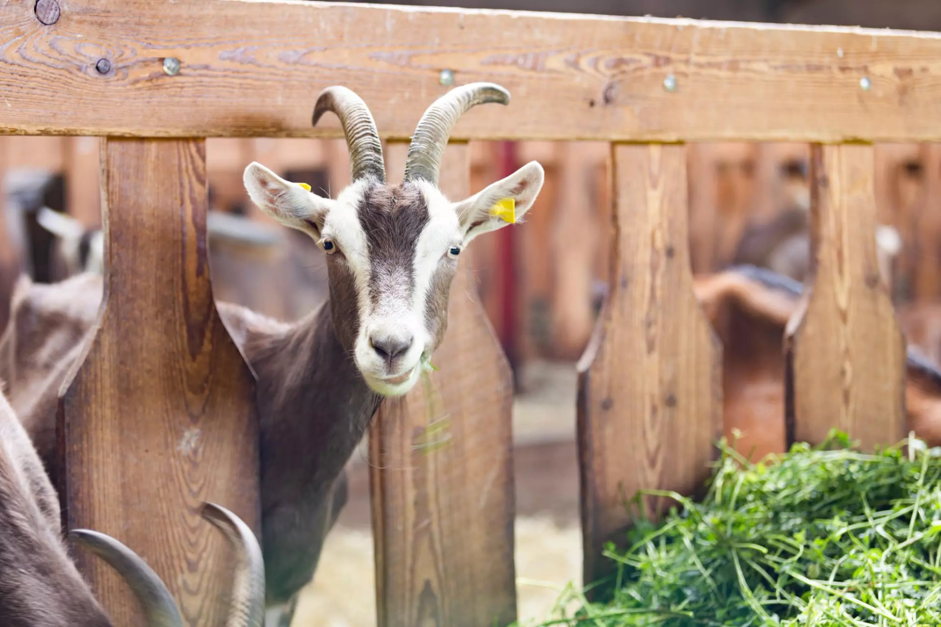 Ziege mit Hörnern schaut durch einen Holzzaun in einem Stall.