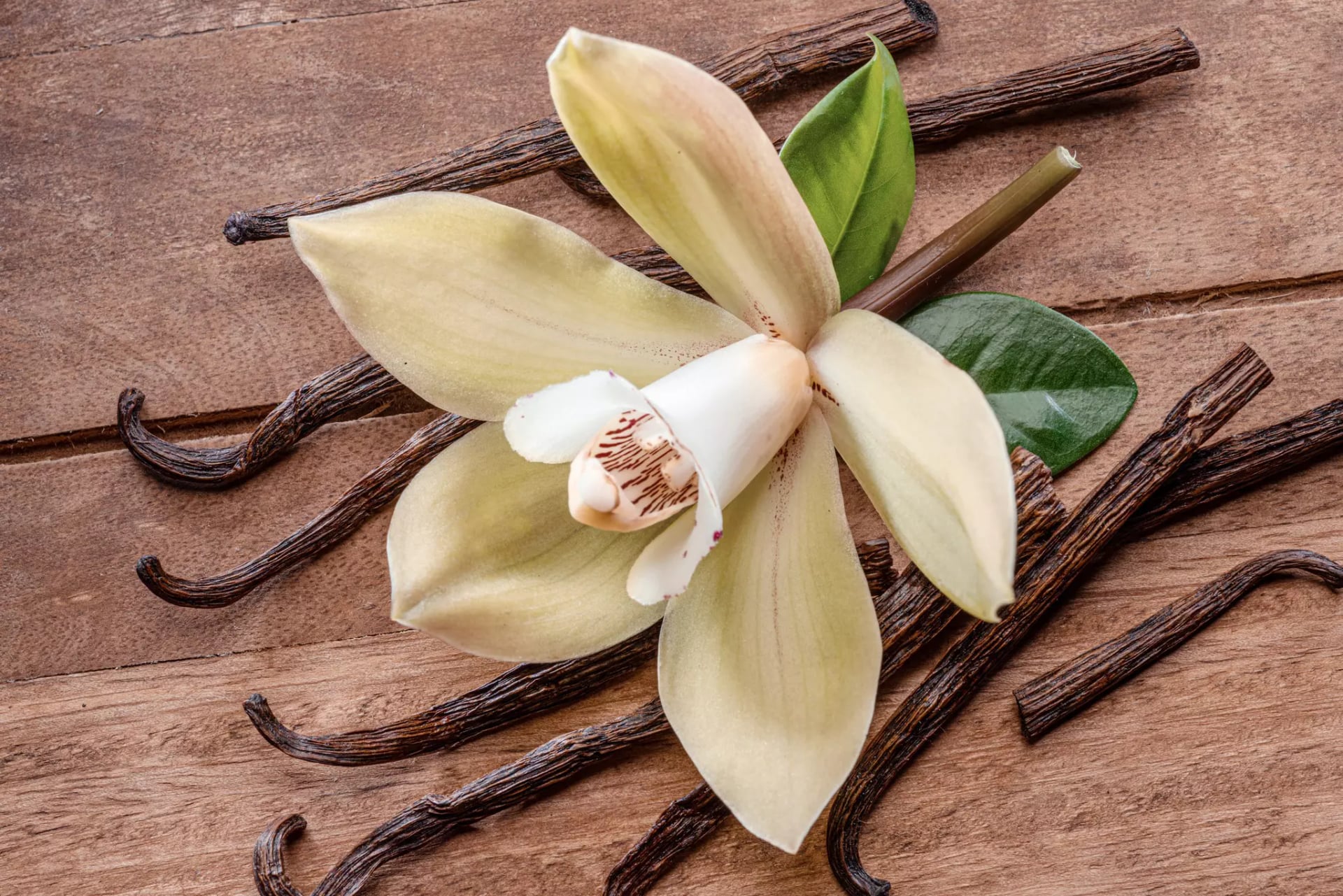 Viele Vanilleschoten auf denen eine Orchideenblüte liegt