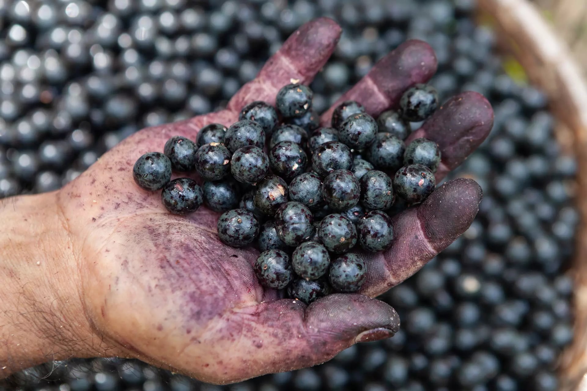 Eine Hand voll Heidelbeeren wird aus einem Flechtkorb voller Heidelbeeren gehoben. Sie ist sichtlich verfärbt und die Beeren noch leicht schmutzig.