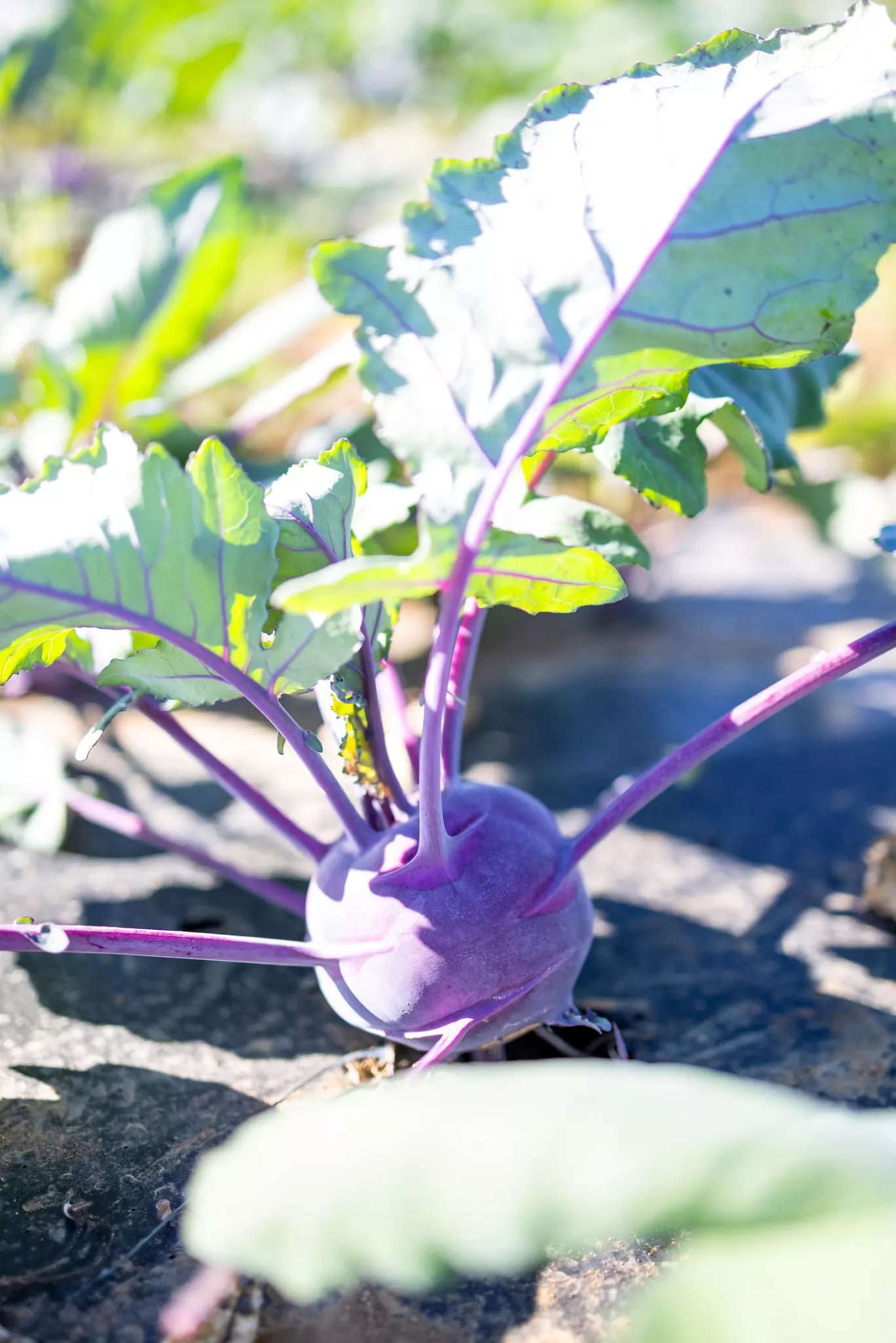 Kohlrabi