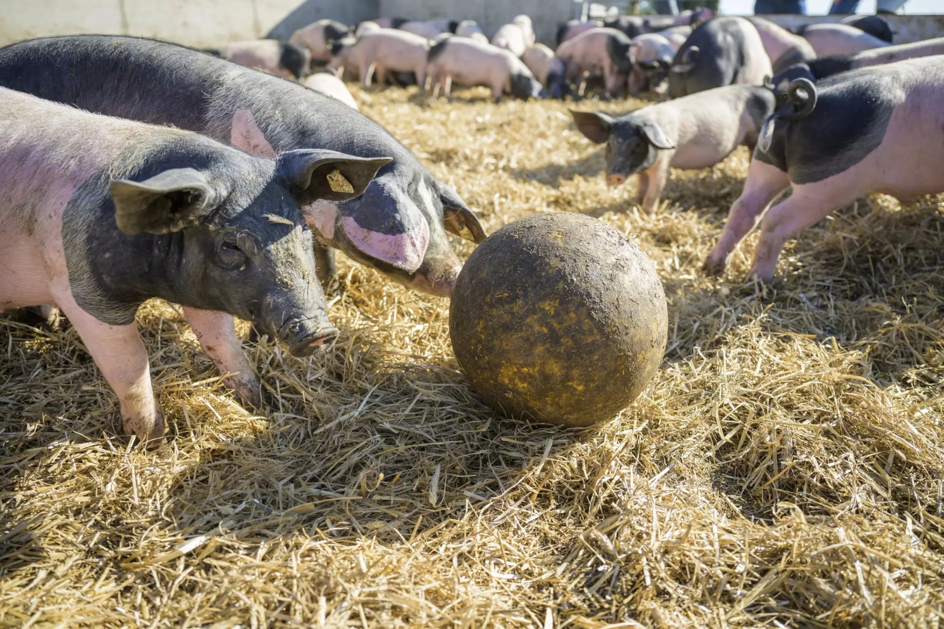 Herde von schwarz-weißen Ferkel spielen mit Ball.
