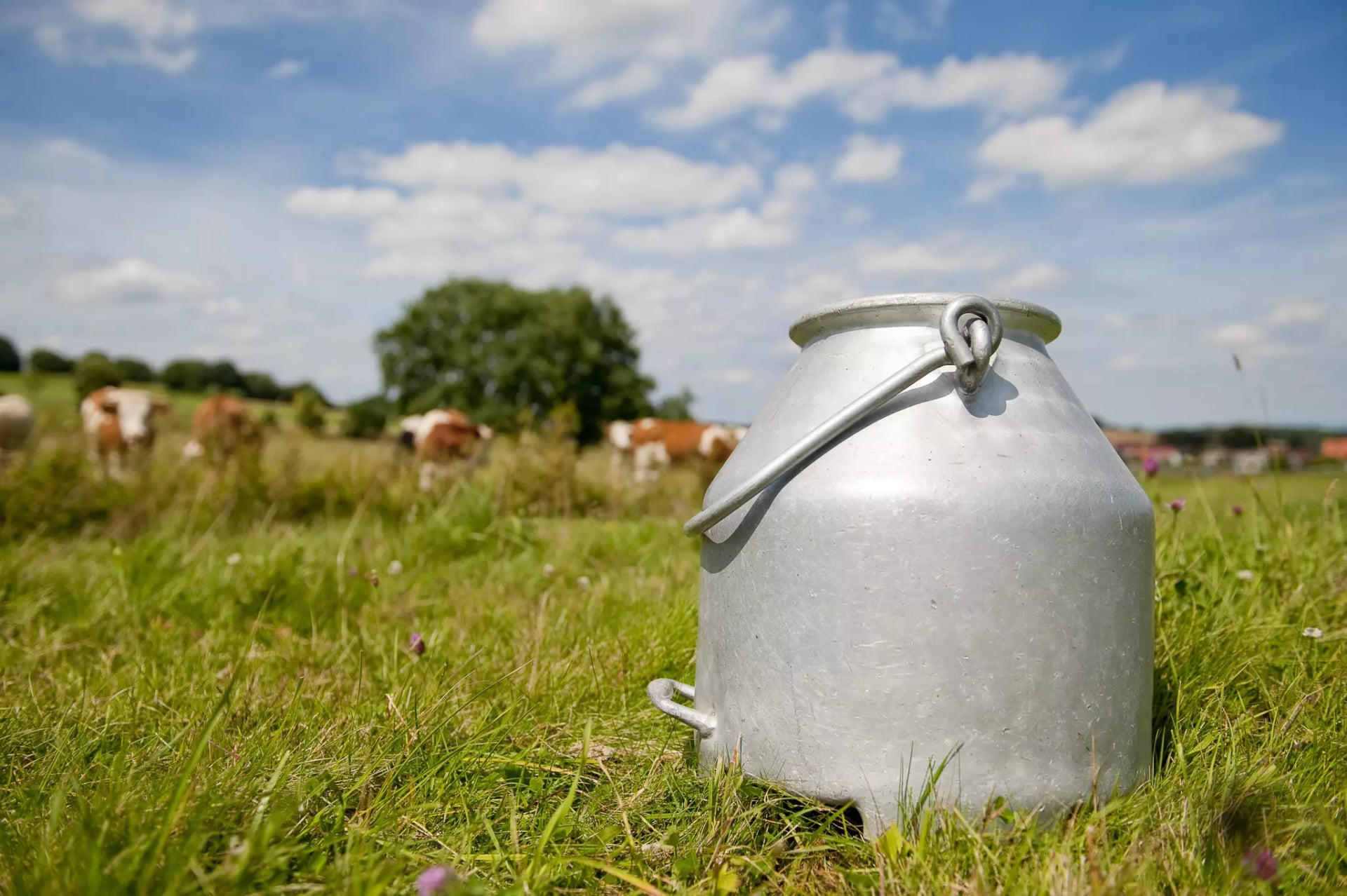 Milchkanne auf der Wiese
