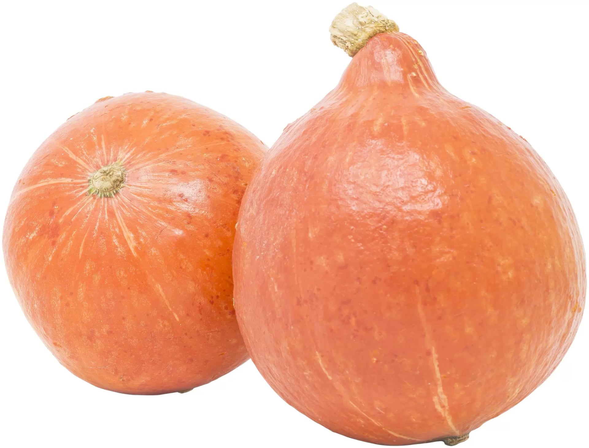 Hokkaido Kürbis