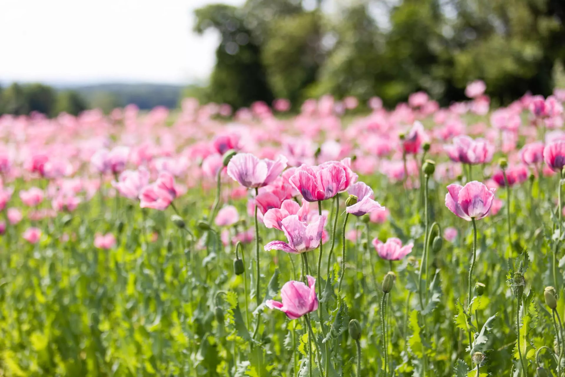 Feld mit zahlreichen rosa Mohnblumen vor unscharfem Hintergrund