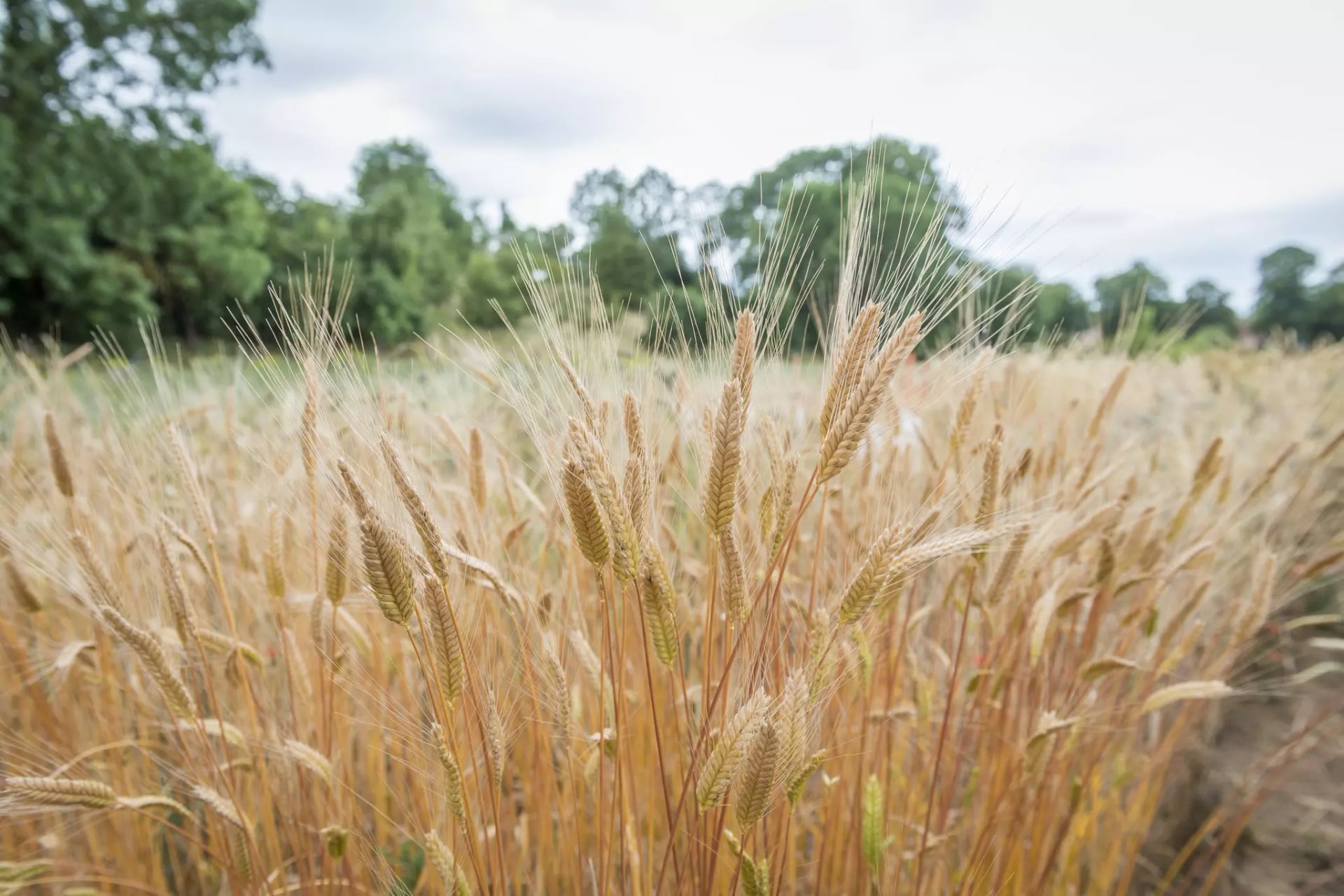 	• Nahaufnahme von reifem Getreide auf einem Feld mit Bäumen im Hintergrund.
