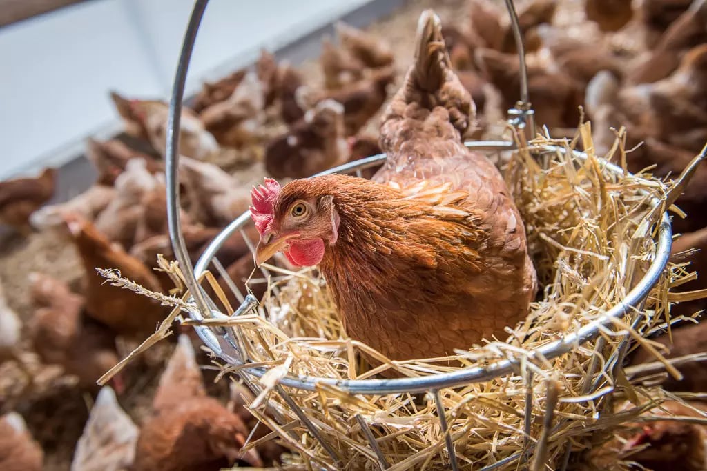 Huhn sitzt in einem runden Metallnest mit Stroh in einem Hühnerstall.