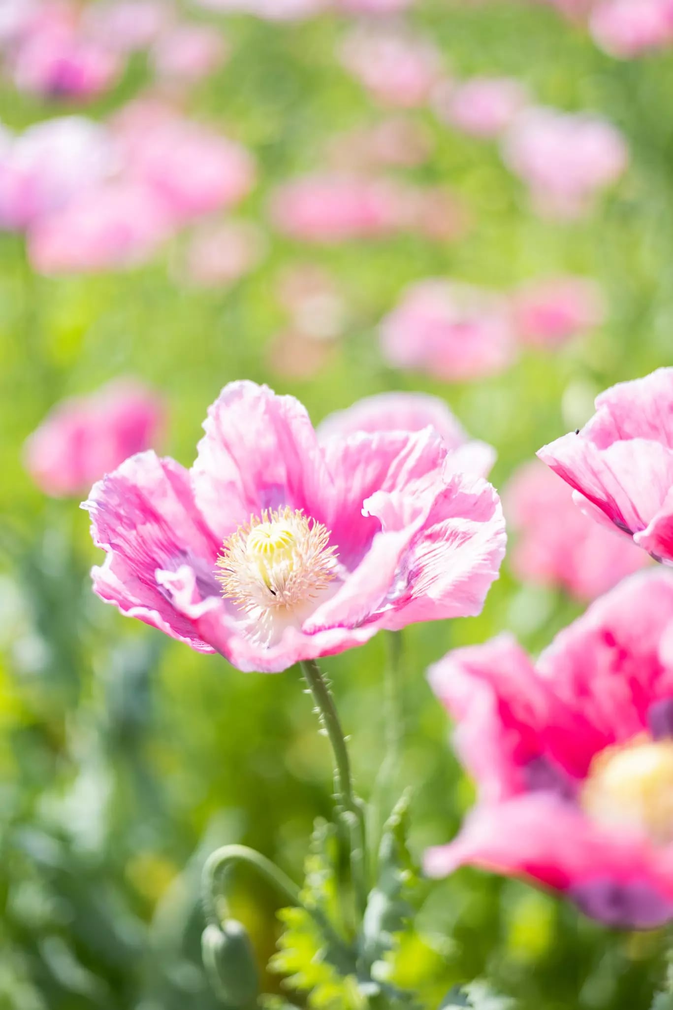 Nahaufnahme einer geöffneten Mohnblume mit rosa Blütenblättern vor unscharfem Hintergrund weiterer Mohnblumen