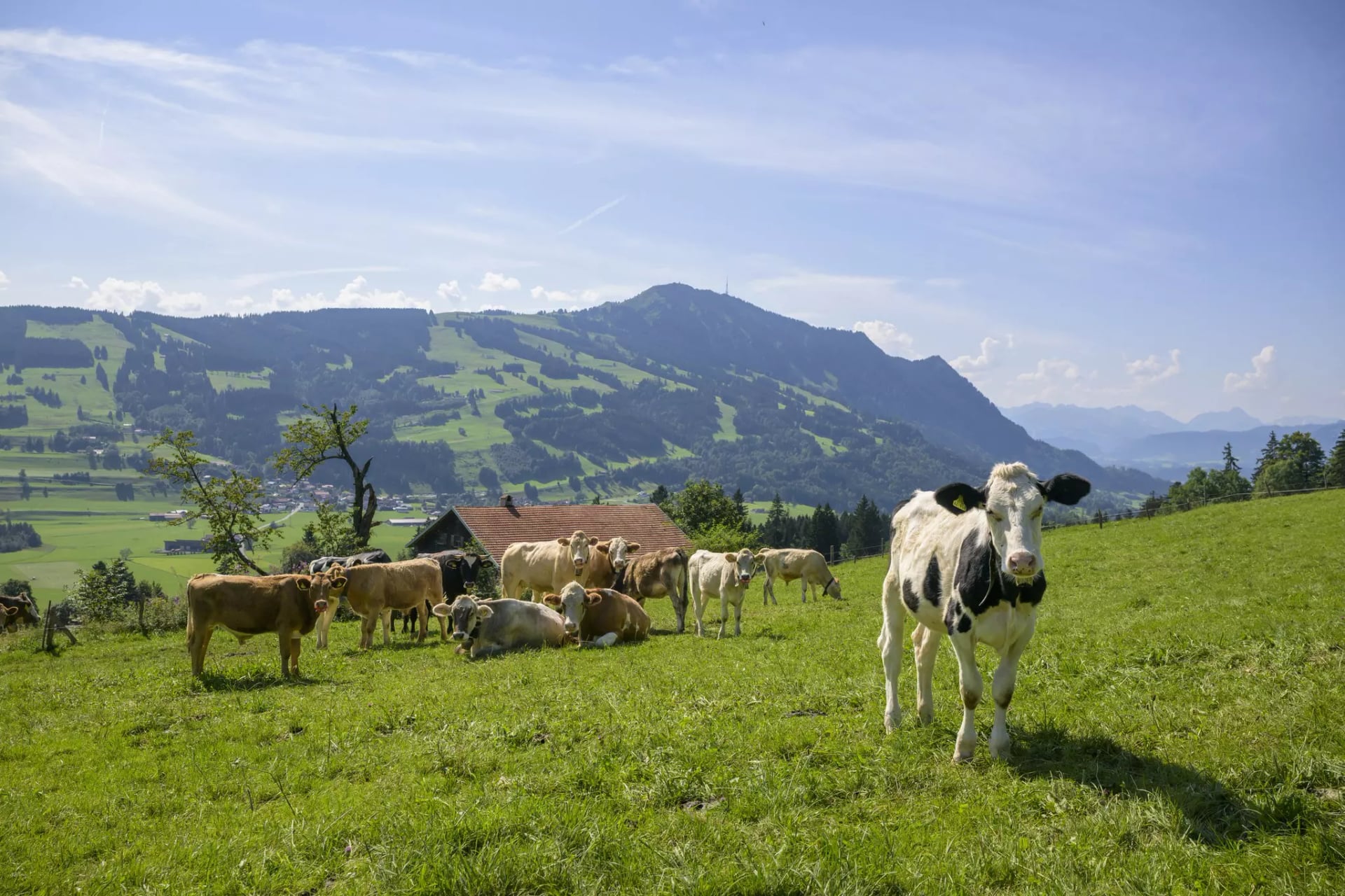 Kuhherde steht in einer bergigen Landschaft auf der Weide. Im Vordergrund steht eine weiß schwarz gefleckte Kuh und schaut ins Bild.
