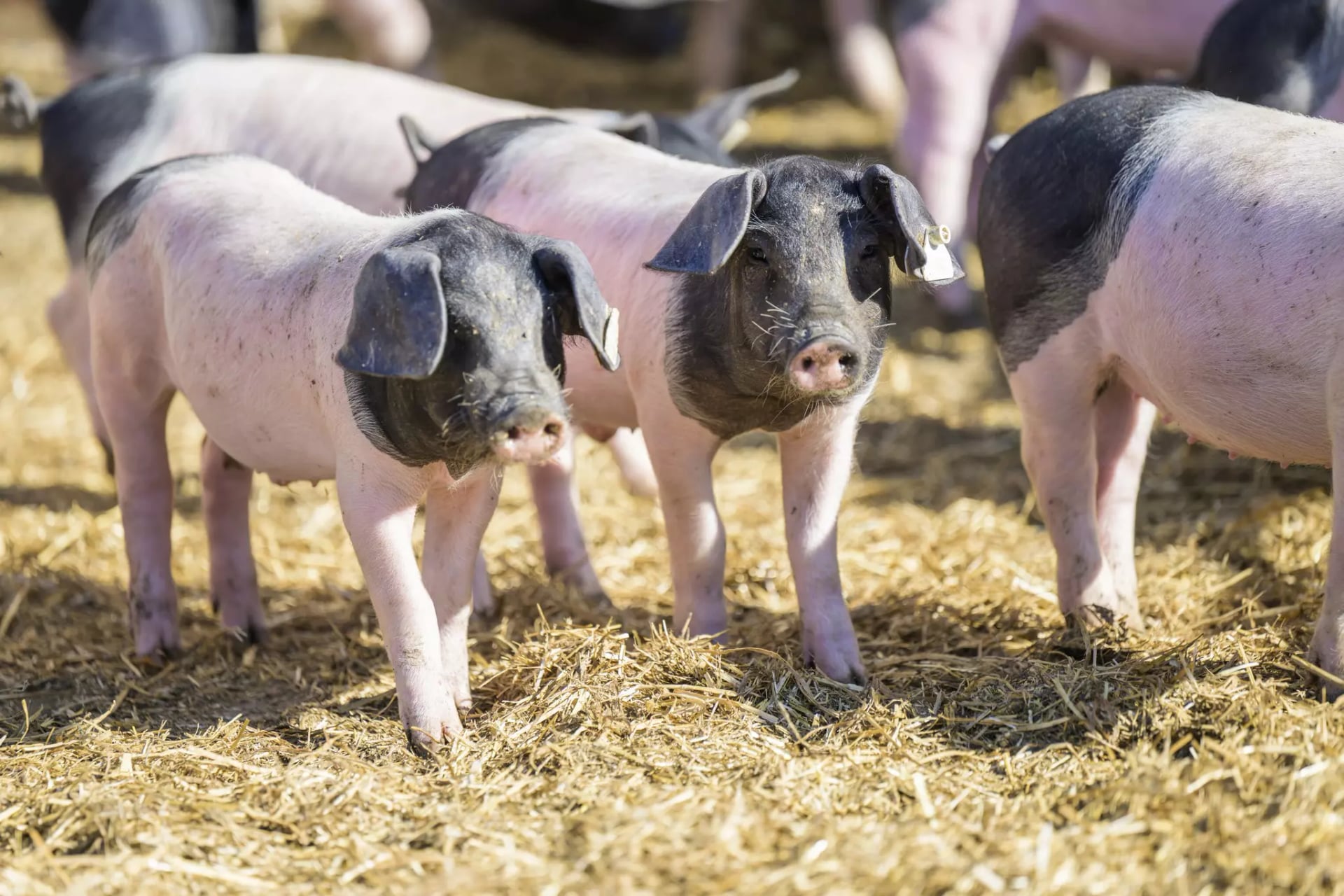 Schwarz weiße Ferkel im Freien