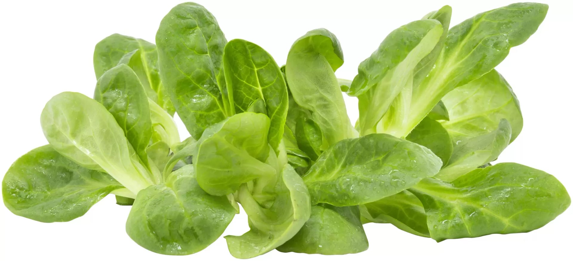 Feldsalat gepackt