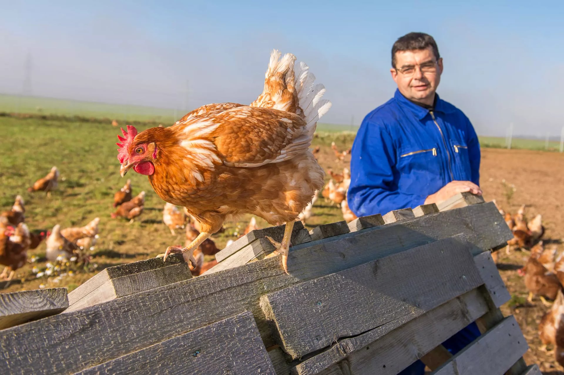 Freilaufende Hühner auf der Wiese. An einen  Holzstapel lehnt sich ein Landwirt und schaut einem Huhn zu , welches auf oben drauf sitzt.