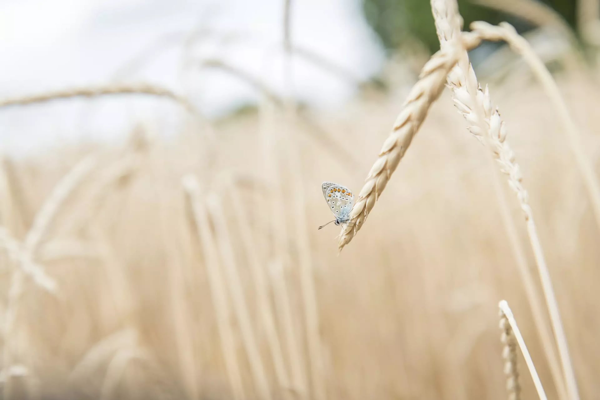 Blauer Schmetterling sitzt auf einem Ährenhalm in einem Weizenfeld.