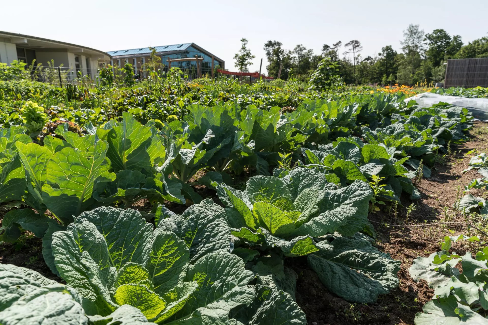 Campus Außengelände, die Pachtgärten kurz vor der Erntezeit. Vorne reife Gemüsesorten im Hintergrund das Campusgebäude.