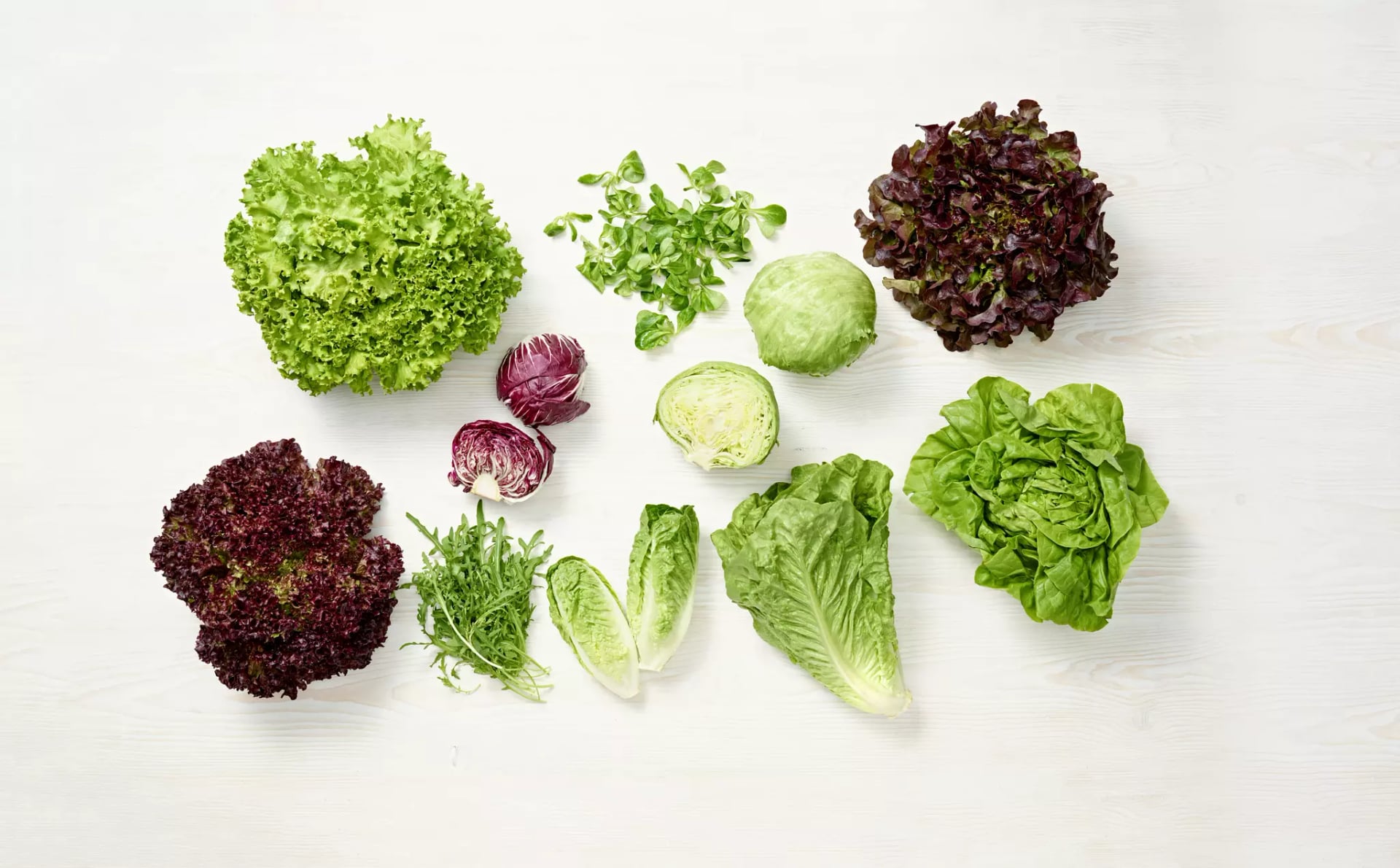 Verschiedene Salatsorten. Rollo Rosso, Rollo Bianco, Radicchio, Eisberg, Kopfsalat, Feldsalat, Rucola, Eichblattsalat