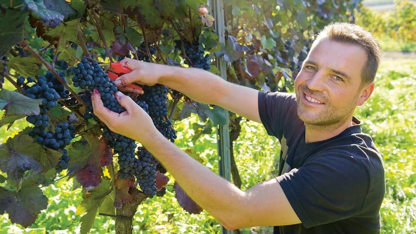 Ein Mann steht an einer Weinrebe und klippst Trauben vom Strauch