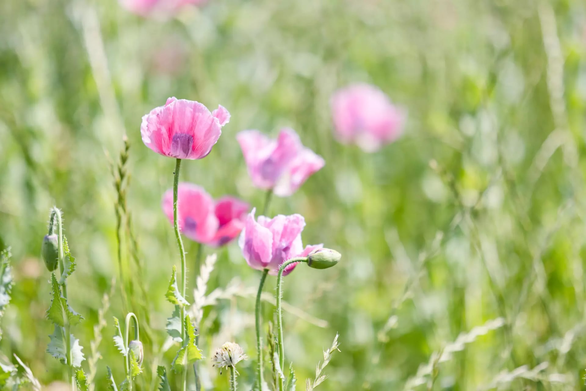 Feld mit zahlreichen rosa Mohnblumen vor unscharfem Hintergrund