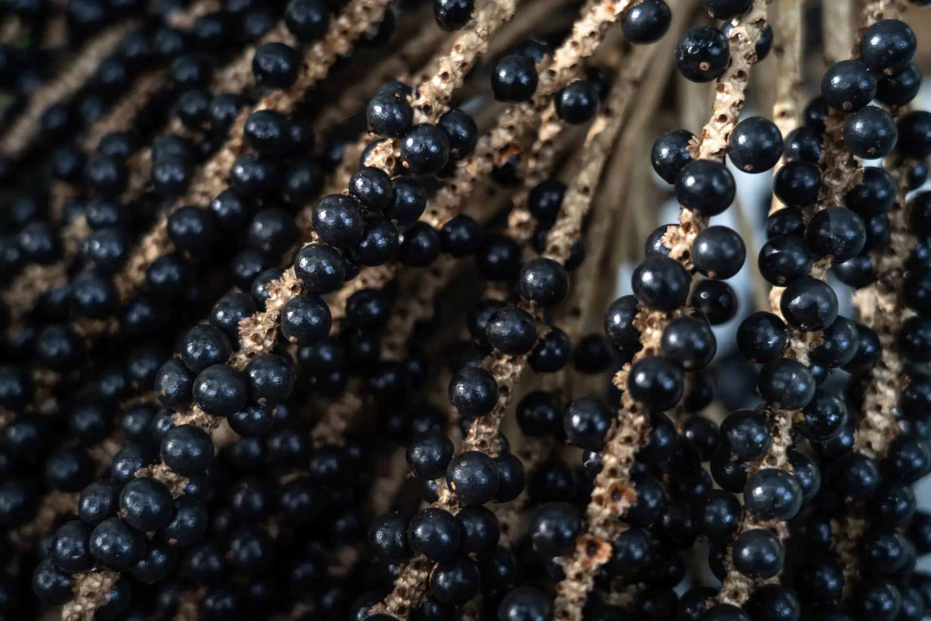 Acai Beeren an der Pflanze