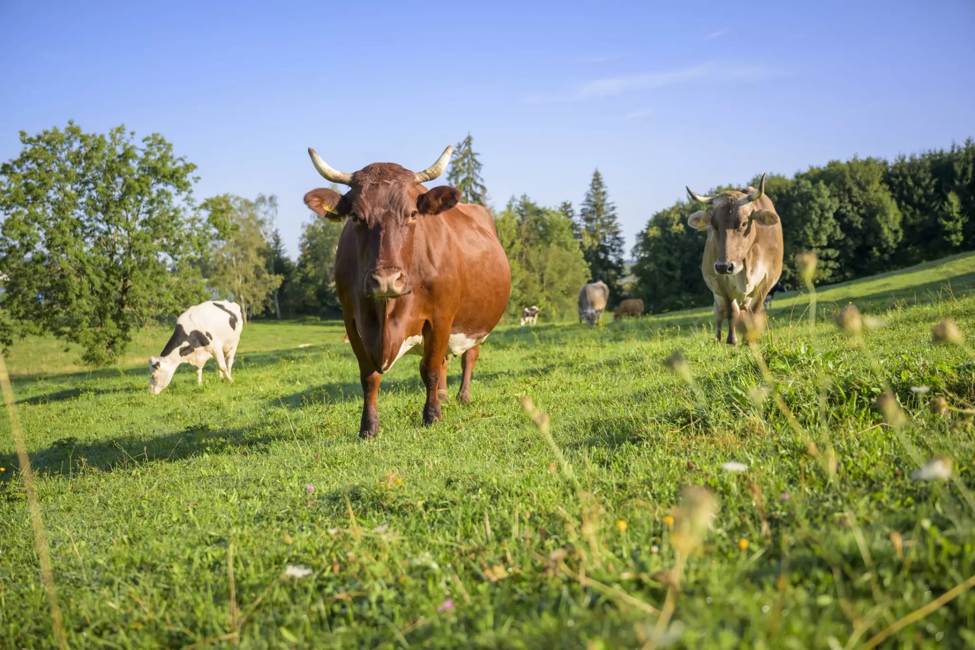 Rotbraune Kuh mit Hörnern auf der Weide, dahinter zwei weitere Kühe, eine schwarz-weiß und eine hellbraun. Biolandhof Huber