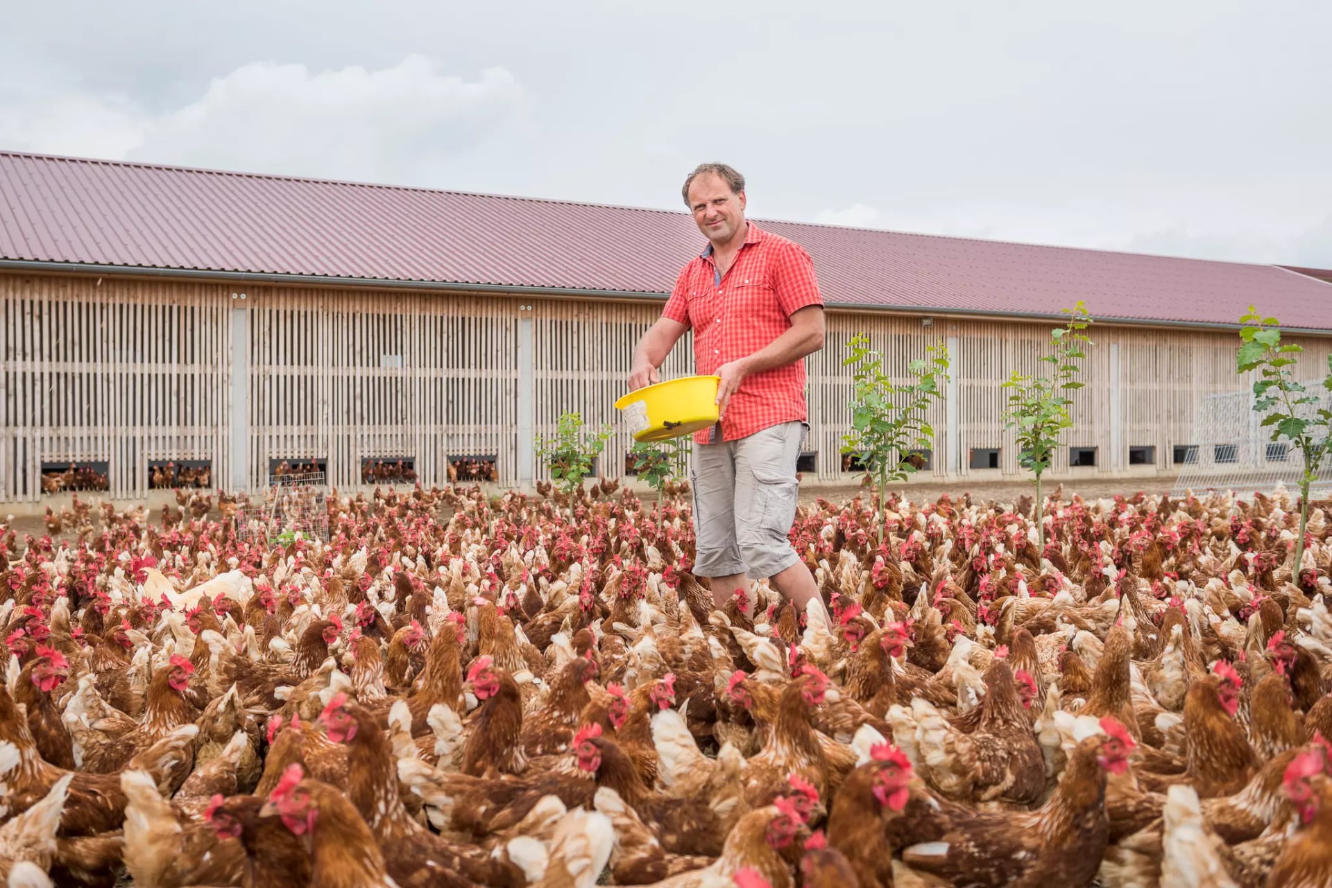 Ein Landwirt steht auf einer Wiese. Um ihn herum sind viele freilaufende Hühner. Der Landwirt hat eine mit Futter gefüllte, gelbe Schüssel in der Hand und streut daraus Körner zwischen die Hühner.