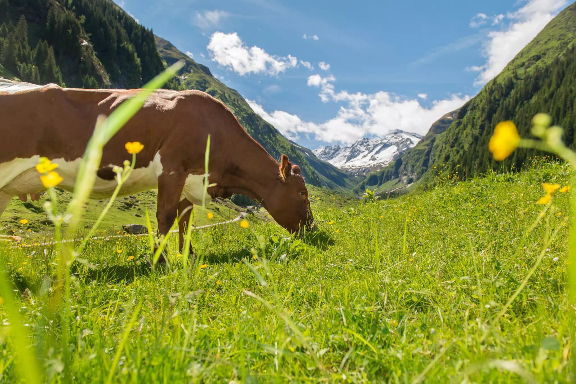 Eine Kuh steht auf einer Wiese mit gelb blühenden Blumen und Gräsern, im Hintergrund schneebedeckte Berge. Die Kuh ist am Fressen.