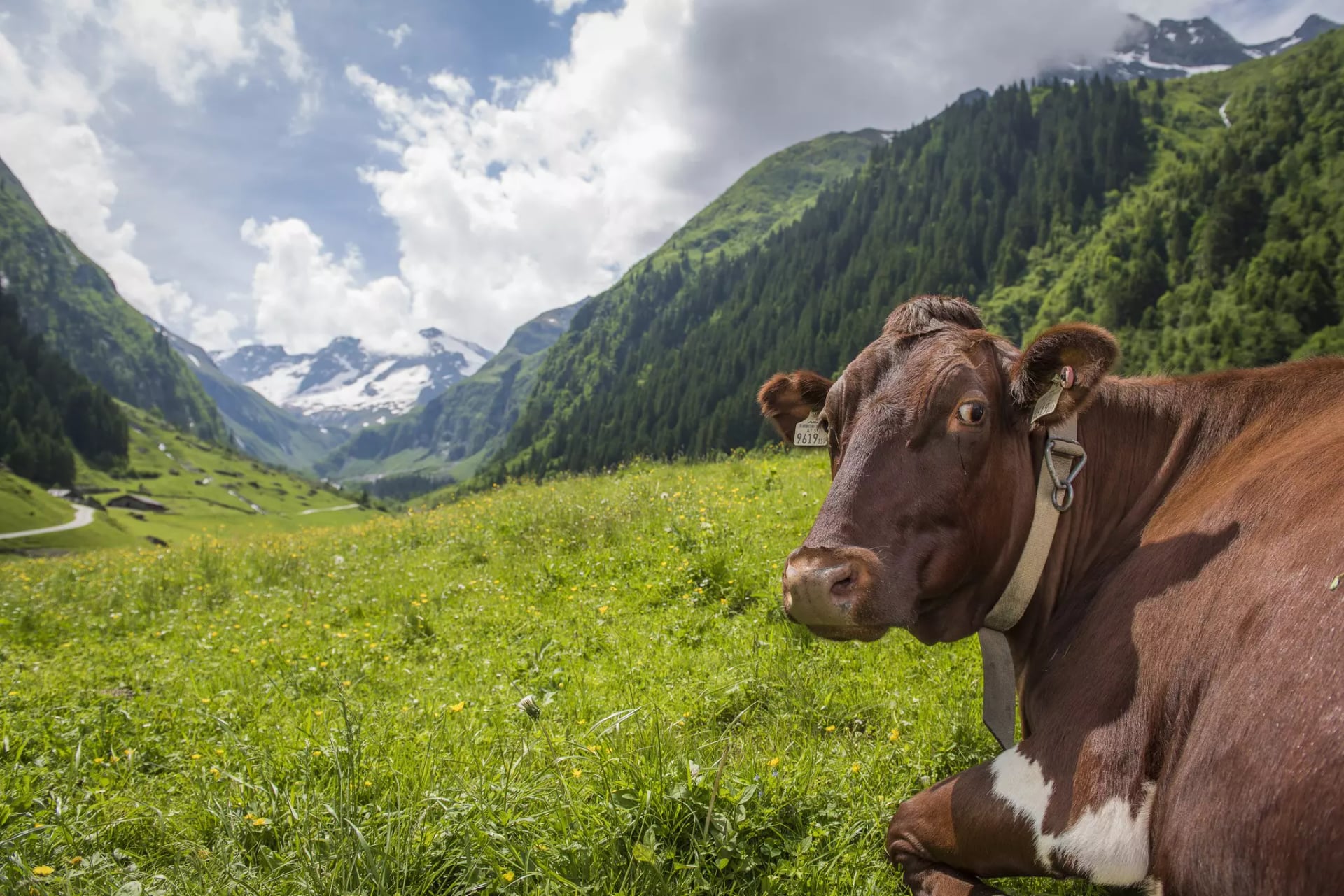Kuh liegt auf einer Wiese auf einem Berg