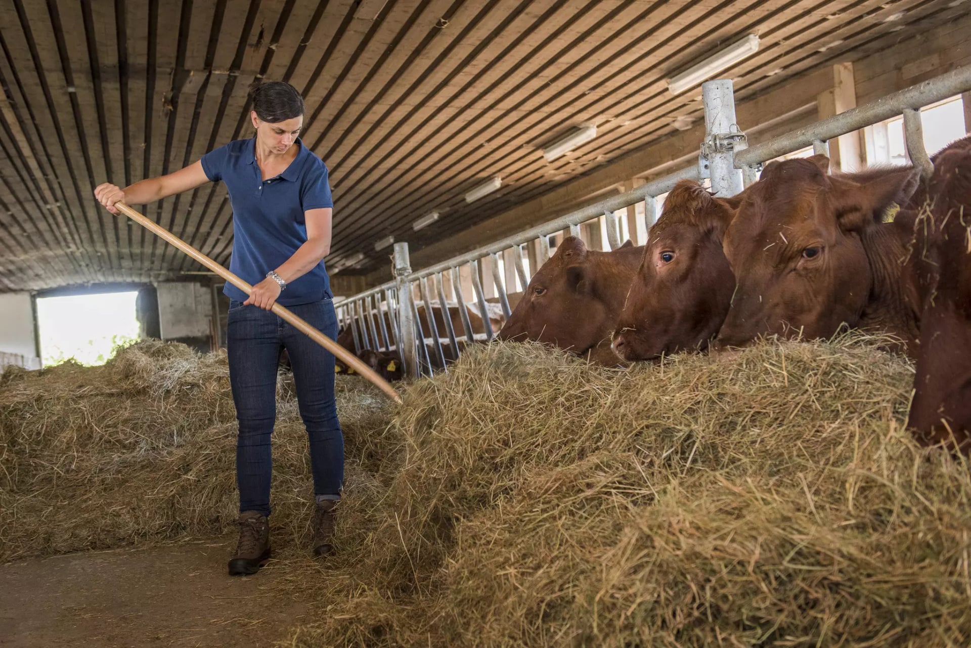 Bäuerin füttert die Kühe im Stall mit Heu.