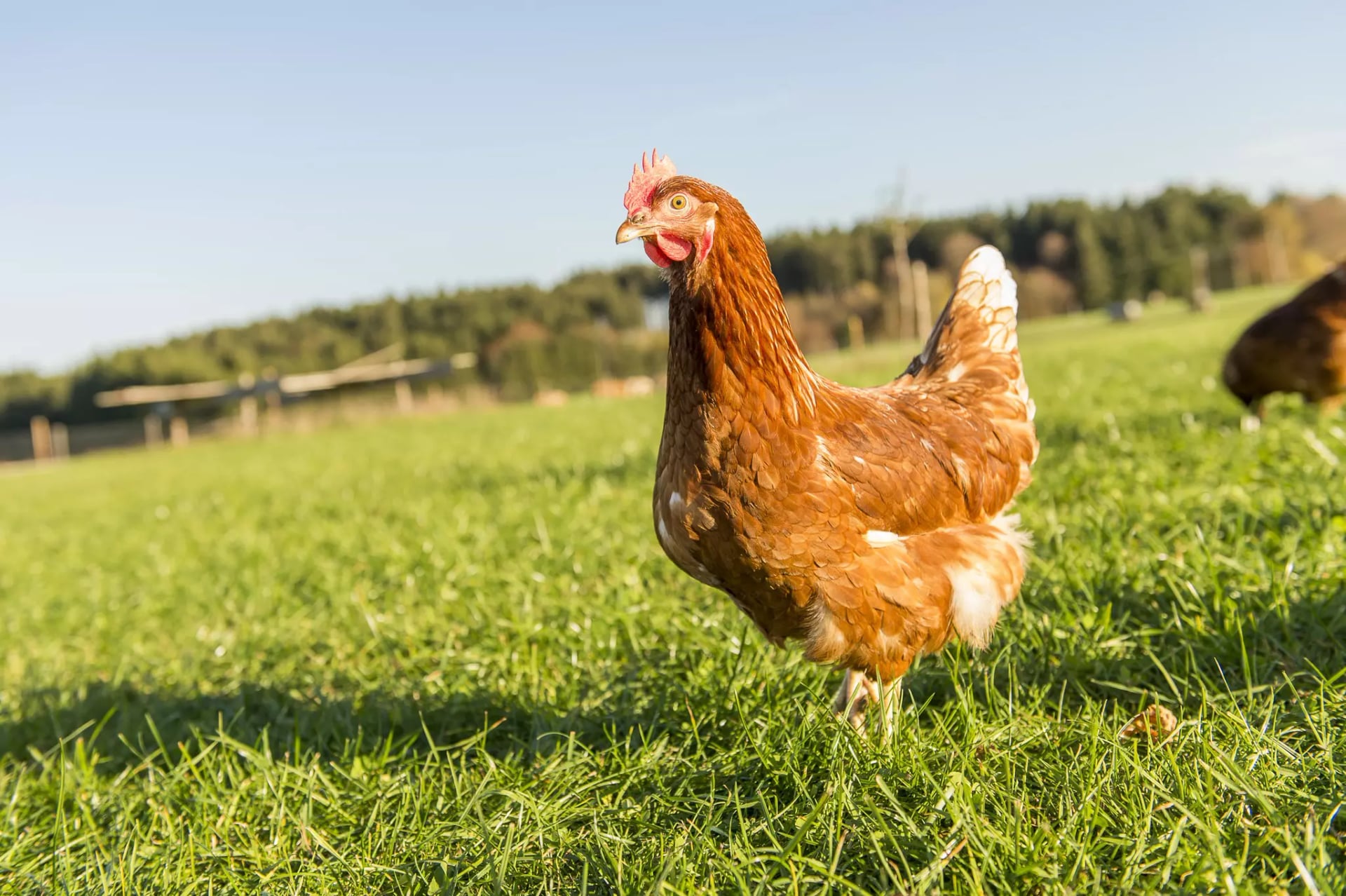 Braunes Huhn auf einer grünen Wiese.