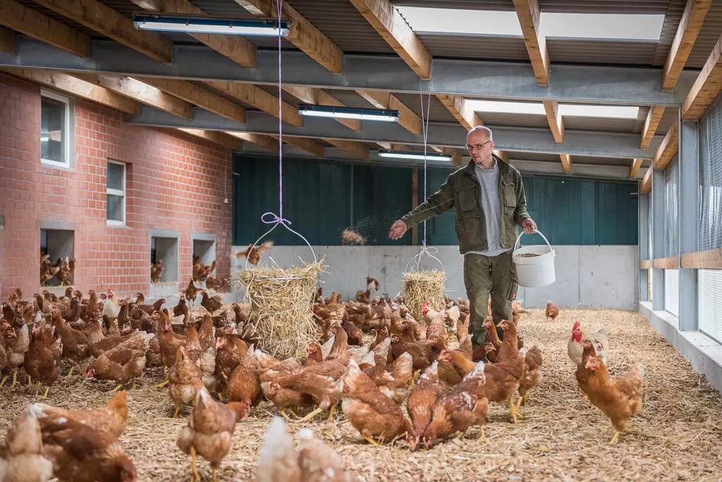 Bauer steht im Hühnerstall, um ihn herum viele Hühner mit großem Auslauf. Der Landwirt hält einen weßen Eimer in der Hand aus dem er Körnerfutter für die Hühner herausnimmt und verstreut.