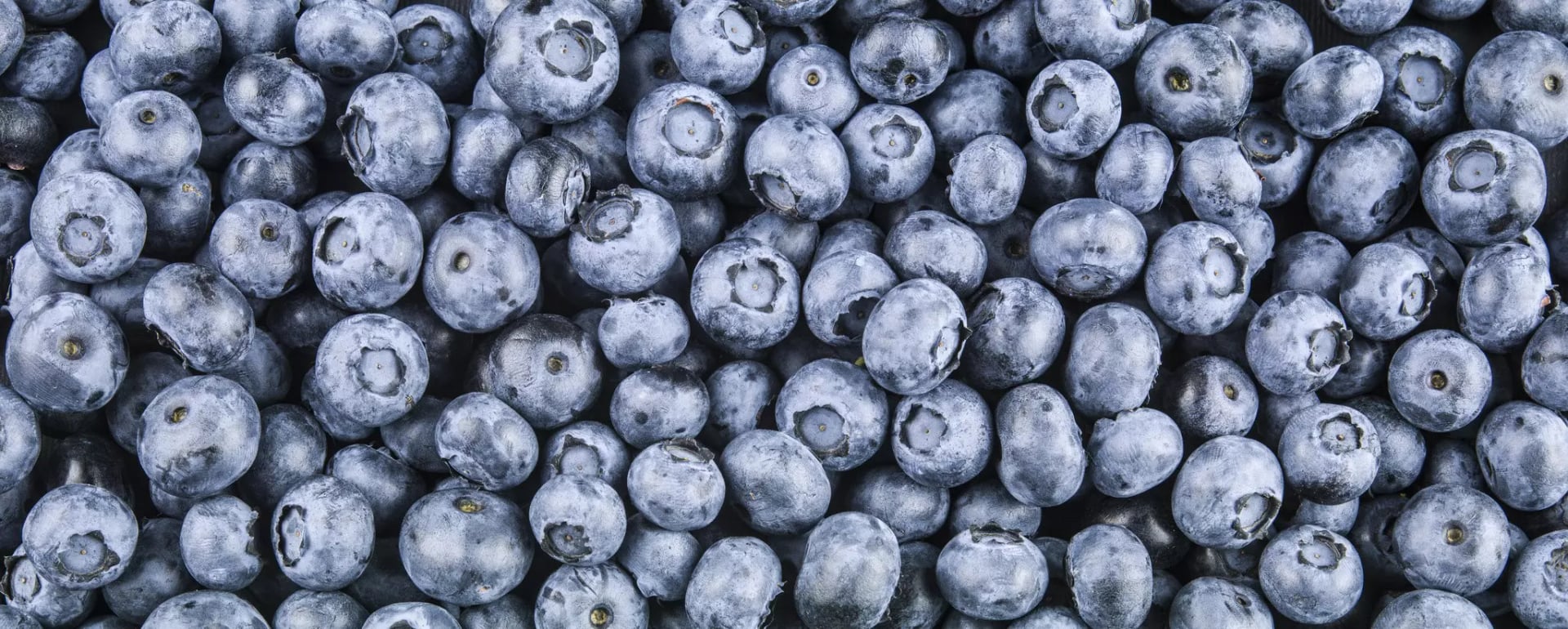 Heidelbeeren