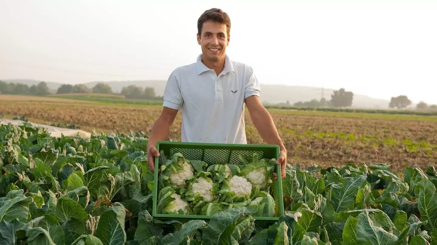 Ein Mann auf einem Blumenkohlfeld hält einen Korb mit mehreren Köpfen Blumenkohl in den Händen.